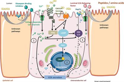 Protein Digestion-Derived Peptides and the Peripheral Regulation of Food Intake